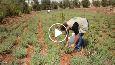 صورة لأول مرة شمال سوريا.. شاب سوري ينجح بزارعة نبتة برية بفناء منزله ويجني آلاف الدولارات شهرياً (فيديو)