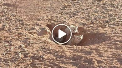 صورة لأول مرة في سوريا.. ظهور قط الرمال النادر وصورته تثير جدلاً واسعاً في الأوساط السورية (فيديو)