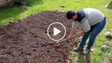 صورة شاب سوري يبدع في زراعة نباتات وأعشاب عربية في الأراضي الأوروبية ويكسب آلاف الدولارات (فيديو)