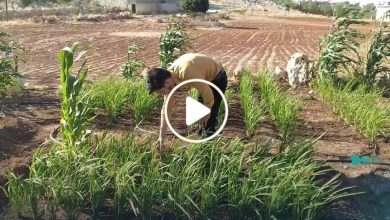 صورة شاب سوري ينجح بزراعة صنف جديد باهظ الثمن ومطلوب عالمياً لأول مرة شمال سوريا (فيديو)