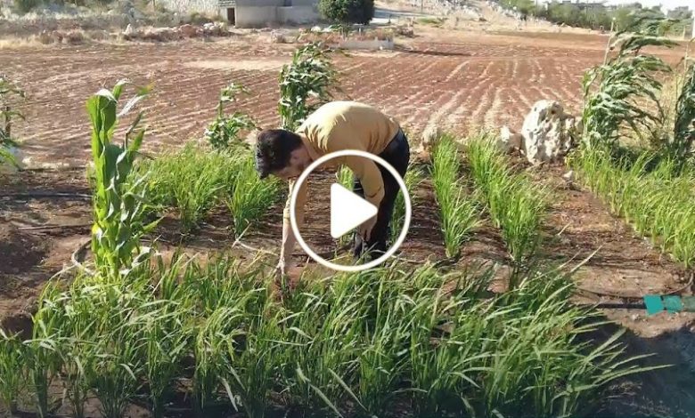شاب سوري ينجح بزراعة