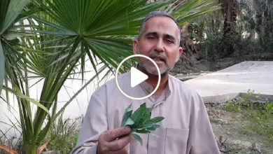صورة عشبة طبية غريبة تنمو عشوائياً بالطبيعة شمال سوريا وتعد بمثابة كنز يدر الكثير من المال على السكان (فيديو)