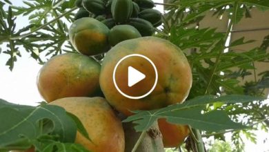 صورة مزارع سوري ينجح في زراعة فاكهة نادرة ويحقق أرباح هائلة تقدر بآلاف الدولارات شهرياً (فيديو)