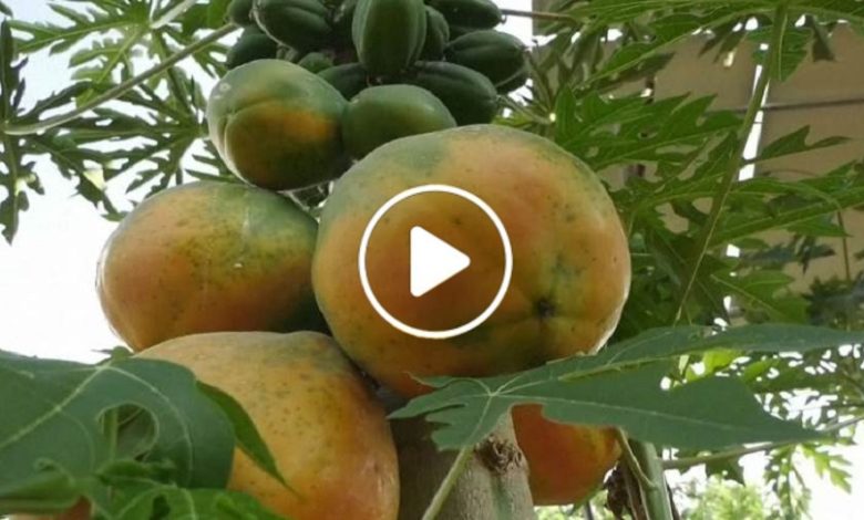 مزارع سوري فاكهة نادرة