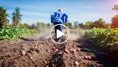صورة مزارع سوري يبدع بابتكار مشروع فريد من نوعه بفكرة عبقرية ويكسب أموال هائلة بالعملات الصعبة (فيديو)