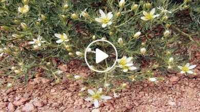 صورة نبتة عشبية غامضة تنمو في سوريا وتنفرد بفوائد لا مثيل لها تجعل قيمتها أغلى من الذهب (فيديو)