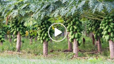 صورة لأول مرة في سوريا.. نجاح تجربة زراعة فاكهة استوائية غريبة باتت تدر آلاف الدولارات لمن يزرعها (فيديو)
