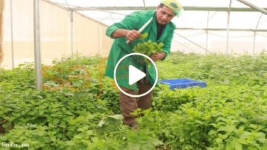صورة شاب سوري ينجح في مشروع زراعة أعشاب ونباتات غريبة في أوروبا ويجني آلاف الدولارات شهرياً (فيديو)