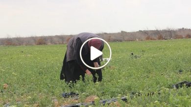 صورة عشبة طبية نادرة خصائصها عجيبة تنمو في سوريا ويجني من يعمل بجمعها مبالغ مالية خيالية (فيديو)