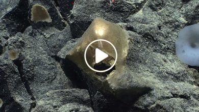 صورة العثور على كائن بحري غريب ونادر له لون ذهبي وسطح اسفنجي يضع العلماء في حيرة من أمرهم (فيديو)