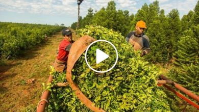 صورة مزارع سوري يزرع عشبة فريدة ومطلوبة بكل بيت جعلته مليونيراً يلعب بالمال والدولارات خلال مدة قصيرة (فيديو)