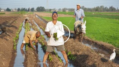 صورة مزارع عربي يكسب مبالغ مالية كبيرة بعد نجاحه في زراعة عشبة نادرة يصل سعر الكيلو منها لنحو 25 دولار (فيديو)