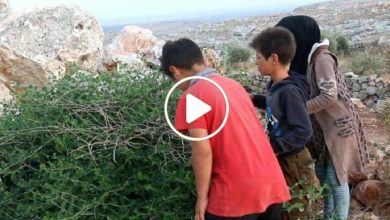 صورة نبتة “الذهب الأخضر” تتحول إلى كنز اقتصادي ومصدر رزق وسعادة لمئات العائلات في سوريا (فيديو)