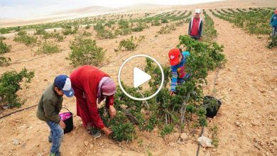 صورة نبتة مشهورة في سوريا تتحول زراعتها إلى كنز يدر مبالغ مالية كبيرة على المزارعين بعدة مناطق سورية (فيديو)