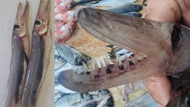 صورة سمكة نادرة مذاقها لذيذ تظهر لأول مرة في المياه السورية وتثير جدلاً واسعاً بين الصيادين السوريين (صور)