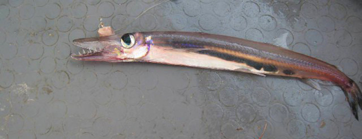 سمكة نادرة المياه السورية