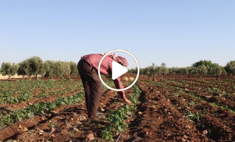 مزارع سوري مشروع مميز
