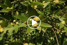 مزارع سوري نبتة مهمة