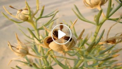 صورة نبتة غريبة باهظة الثمن تنمو في المنطقة العربية لها خصائص غامضة تساعد على الشفاء من كل داء (فيديو)