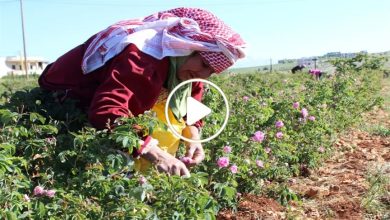 صورة نبتة مشهورة في أرياف سوريا تتحول إلى ثروة كبيرة تضاهي الذهب وتدر أرباح خيالية على من يزرعها (فيديو)