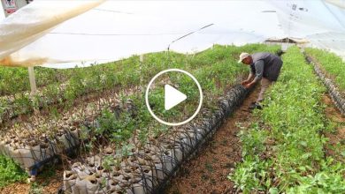 صورة لأول مرة شمال سوريا.. نجاح تجربة زراعة صنف جديد من المزروعات بات يدر أرباح خيالية على المزارعين (فيديو)
