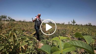 صورة لأول مرة في سوريا.. مزارع يبدع في مشروع زراعة نبتة نادرة ويجني مبالغ مالية كبيرة بفترة قصيرة (فيديو)