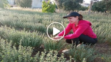 صورة مهندسة سورية تبتكر مشروع خاص وتبدع في زراعة عشبة برية نادرة باتت تدر عليها ملايين الليرات (فيديو)