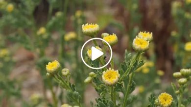 صورة مزارع سوري ينجح في زراعة نبتة زهرة الذهب ويجني من وراء بيع زهورها مبالغ مالية خيالية (فيديو)