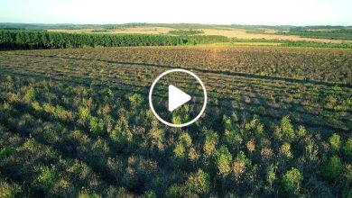 صورة نبتة دائمة الخضرة تدر أرباح مليارية ينجح المزارعون في سوريا بزراعتها وتنال لقب الذهب الأخضر (فيديو)