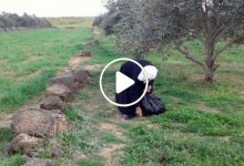 صورة نبتة طبية نادرة تنمو في الطبيعة بشكل عشوائي باتت بمثابة كنز اقتصادي مهم لسكان الشمال السوري (فيديو)