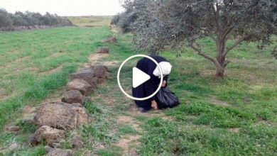 صورة نبتة طبية نادرة تنمو في الطبيعة بشكل عشوائي باتت بمثابة كنز اقتصادي مهم لسكان الشمال السوري (فيديو)
