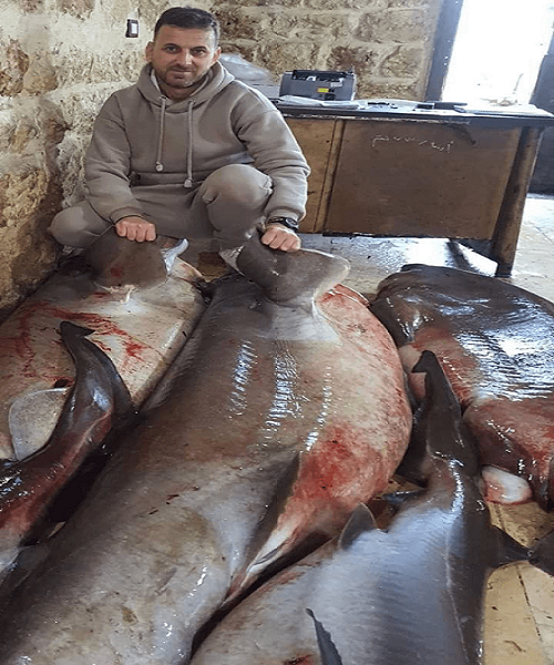 أسماك قرش سوريا