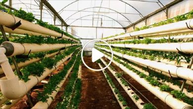 صورة لأول مرة شمال سوريا.. مشاريع زراعية مبتكرة تعتمد على التكنولوجيا ستحل مشاكل الغذاء في المنطقة (فيديو)