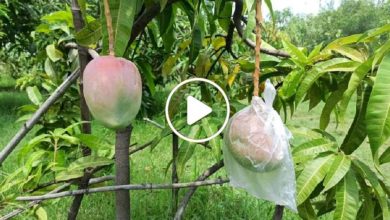صورة سعر الكيلو منها 15 ألف دولار.. نجاح زراعة أغلى فاكهة بالعالم في سوريا على يد مزارع سوري (فيديو)