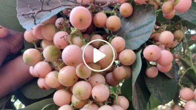 صورة 5 أنواع نادرة من الفاكهة يمكن زراعتها في المنزل وتدر أرباح لا يمكن تخيلها (فيديو)
