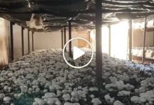 الفطر البري شمال سوريا