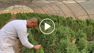 صورة لأول مرة.. باحث عربي ينجح في زراعة نبتة يصل سعرها إلى 150 ألف دولار في الأسواق العالمية (فيديو)
