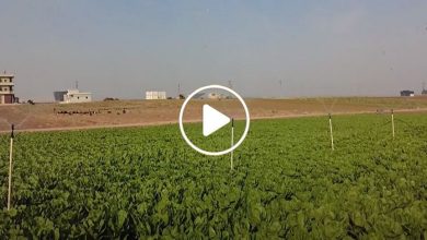 صورة زراعة سورية بنظام أوروبي.. انتشار نوع جديد من الزراعة شمال سوريا يدر أموال طائلة على المزارعين (فيديو)