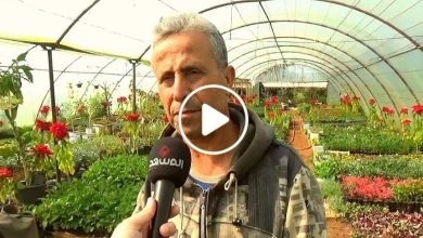 صورة بفكرة عبقرية.. سوري ينجح في زراعة نبتة مهمة لأول مرة في سوريا ويجني آلاف الدولارات شهرياً (فيديو)