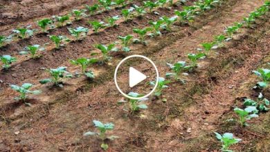 صورة لأول مرة شمال سوريا.. نجاح زراعة نبتة الغذاء الخارق وأرباح مجزية يحصل عليها من يزرعها (فيديو)