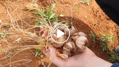 صورة لأول مرة شمال سوريا.. دخول زراعات جديدة غير تقليدية تدر أرباح بآلاف الدولارات على من يزرعها (فيديو)
