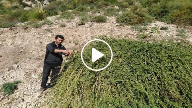 صورة عشبة شوكية تنمو في سوريا وتعد بمثابة كنز اقتصادي وطبي يدر ملايين الليرات على من يزرعها (فيديو)
