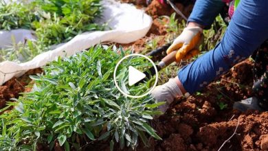 صورة مزارع سوري ينجح في زارعة نبتة عطرية نادرة باتت تدر عليه أرباح معتبرة ويشرح طريقة زراعتها (فيديو)