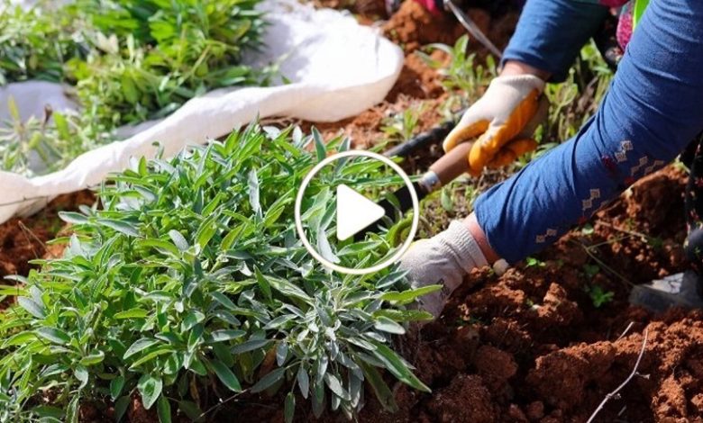 مزارع سوري نبتة عطرية