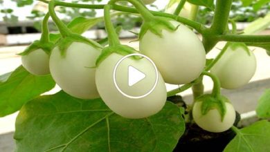 صورة سعر الكيلو منها 35 دولار.. مزارع عربي ينجح في زراعة فاكهة نادرة ويكسب مبالغ مالية ضخمة (فيديو)