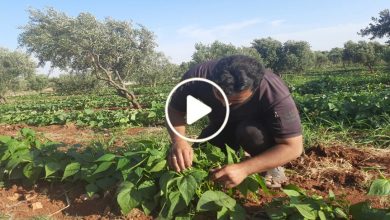 صورة انتشار نوع جديد من الزراعة شمال سوريا يمنح المزارعين أرباح وفيرة ومردود مالي إضافي (فيديو)