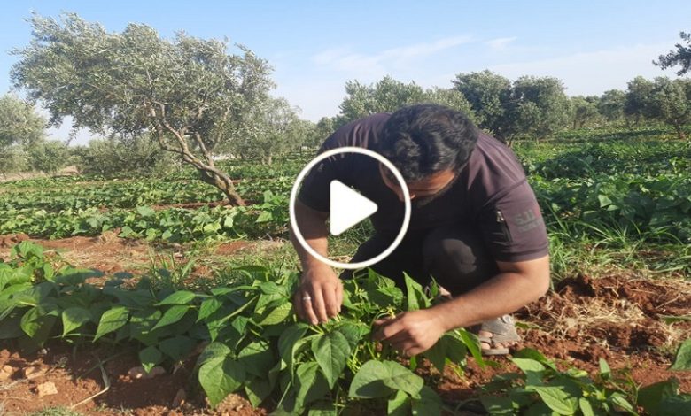 الزراعة شمال سوريا