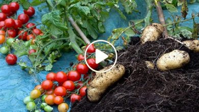 صورة مزارع عربي ينجح في إنتاج صنف زراعي جديد يجمع بين الطماطم والبطاطا في نبات واحد (فيديو)