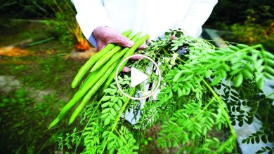صورة شجرة نادرة تعتبر كنز رباني سحري يعالج 40 نوعاً من الأمراض ويدر أرباح مجزية على من يزرعها (فيديو)