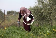 صورة نبتة برية فريدة من نوعها ينتظرها السوريون كل موسم بفارغ الصبر نظراً لكمية الأرباح والفوائد (فيديو)